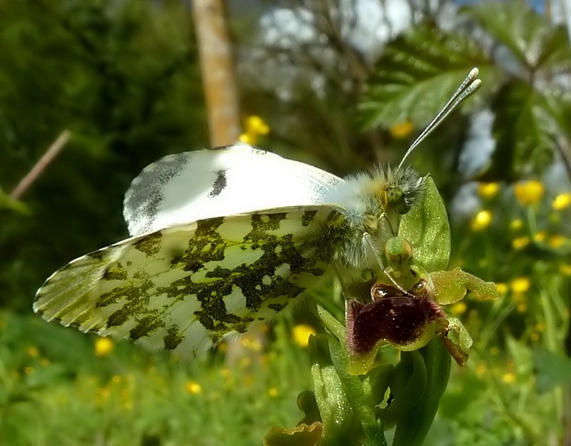 Farfalle e orchidee